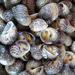 Ốc bông còn tươi sống
