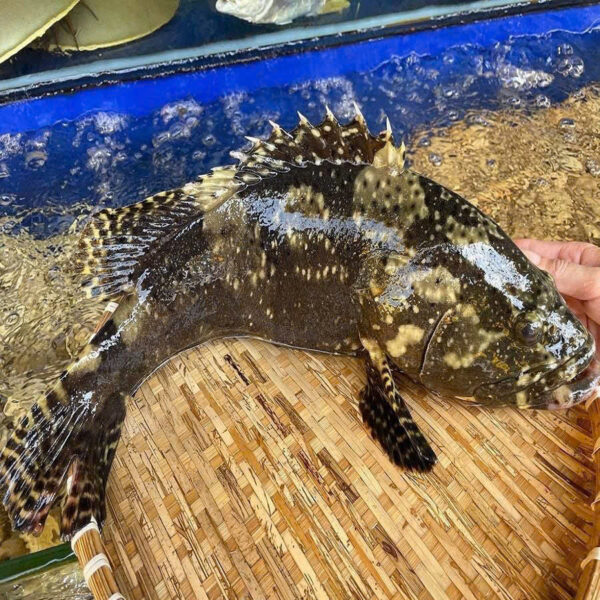 Cá mú trân châu (đen)