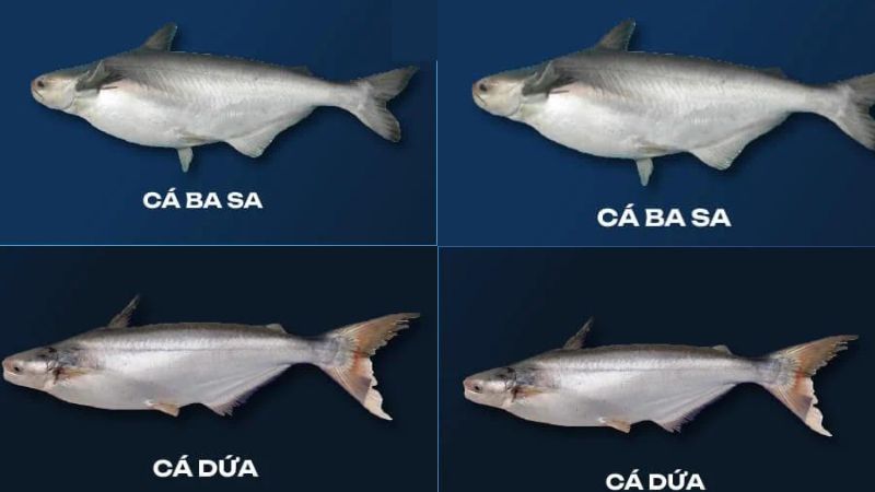 phân biệt khô cá dứa và khô cá basa
