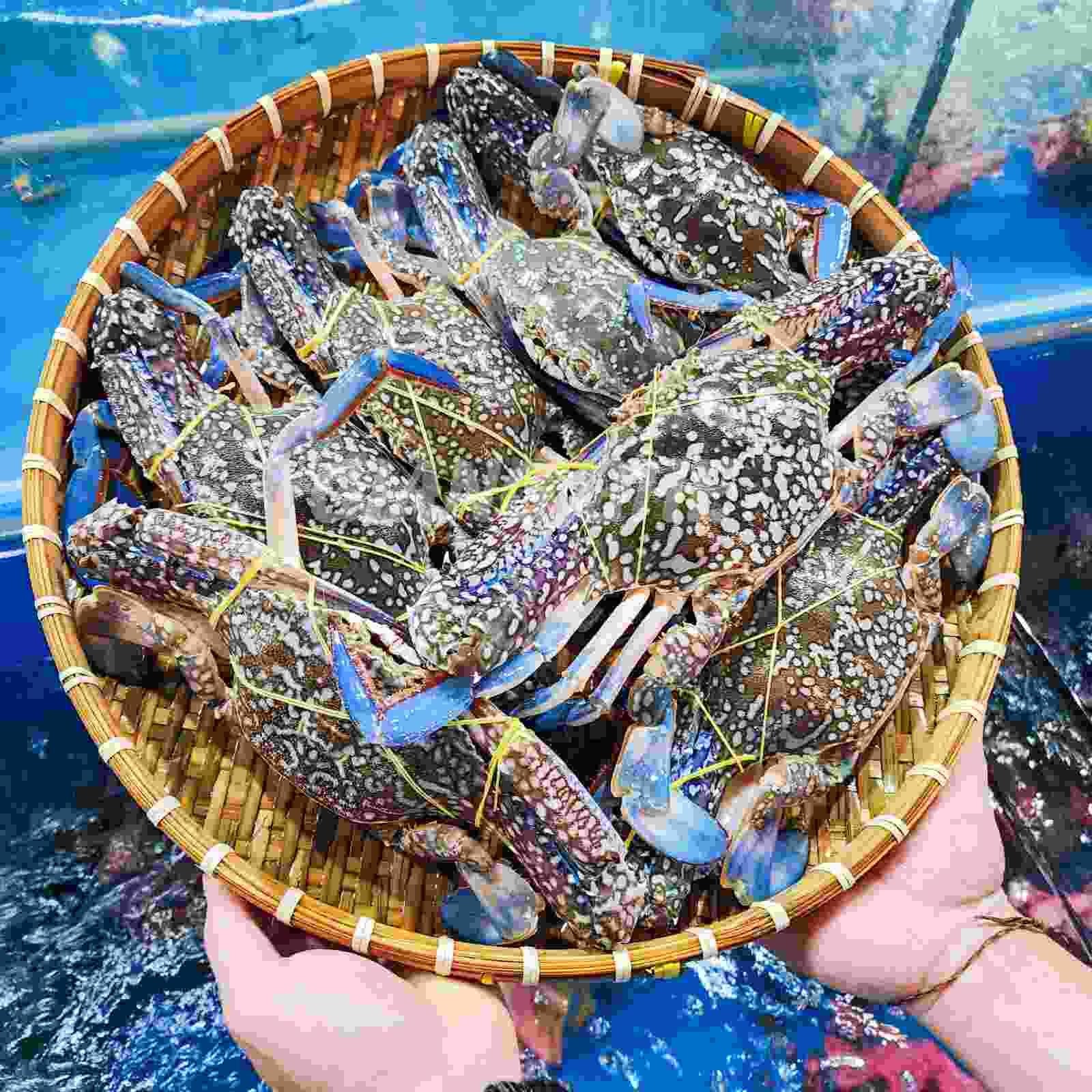 Ghẹ xanh vũng tàu (tươi sống) - Size (nhỏ-vừa-lớn)